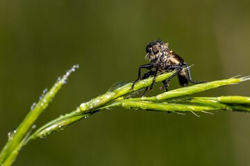 Closeup shot of a robber fly perched on a green plant in a blurred background