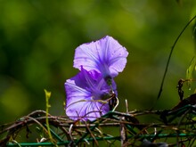 Closeup Of Purple Morning Glory Flowers Growing On A Green Branch