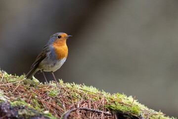 Wall Mural - Closeup shot of a robin perched on a mossy rock