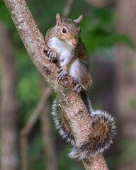 Wall Mural - Cute small Deppe's squirrel on a branch on a blurred background