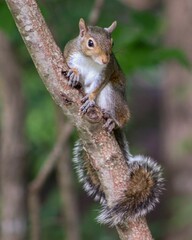 Sticker - Cute small Deppe's squirrel on a branch on a blurred background