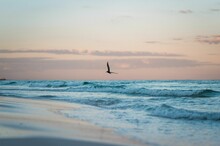 Beautiful Shot Of A Bird Flying Above The Sea In The Sunset In Tulum, Mexico.