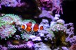 Closeup shot of an Ocellaris clownfish in an aquarium