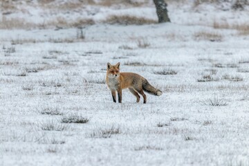 Wall Mural - Scandinavian red fox searching for food on a snowy field in winter