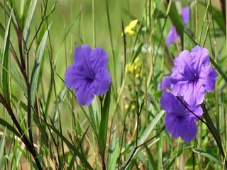 Wall Mural - Flowers with purple petals, look beautiful and elegant. Images are suitable for use as backgrounds or graphic resources