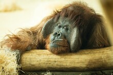 Portrait Of An Orangutan Monkey With Its Face On A Tree Log