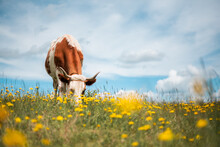 Brown Cow On Blossom Field With Yellow Flowers. Pasture With Lush Green Grass And Blue Sky Background