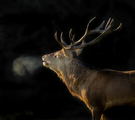 here is a selection of my best wildlife photography taken over a period of 2 years