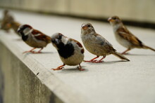 A Flock Of Sparrows On The Edge Of A Concrete Step, Looking At The Camera