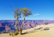 Lonely Juniper Tree With Twisted Trunk Growing In Grand Canyon National Park In Arizona, USA