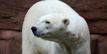 White Polar Bear In A Zoo In Daylight Looking To The Left