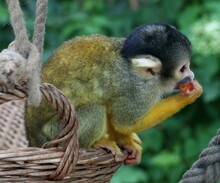 Closeup Shot Of A Squirrel Monkey Perched On A Basket In A Zoo In A Blurred Background