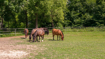 grazing horses on a sunny day