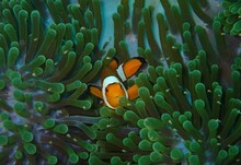 Clown Anemonefish, Amphiprion percula, swimming among the tentacles of its anemone home