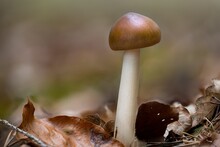 Closeup Of An Amanita Fulva (tawny Grisette) Growing On The Ground In A Forest