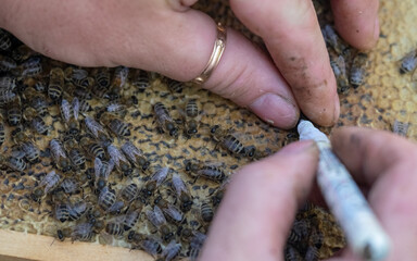 Wall Mural - Beekeeping in countryside. Organic farming