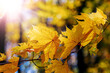 Autumn forest in sunny weather. Maple branch with yellow leaves in the autumn forest