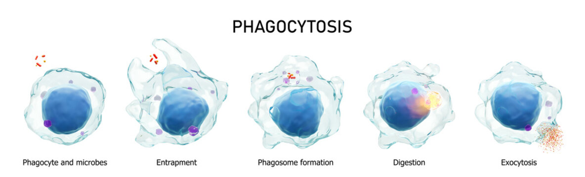 Fototapete - Phagocytosis . Step by step process of macrophage is swallowing and killing microbes . Isolated white background . Medical immunity concept . 3D rendering .