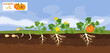 Landscape with life cycle of pumpkin plant. Growth stages from seeding to flowering and fruiting plant with ripe orange pumpkin and root system below ground level