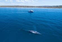Aerial Shot Of A Whale Swimming In The Blue Water Near A Boat
