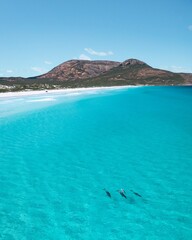 Poster - Beautiful shot of four dolphins in the ocean