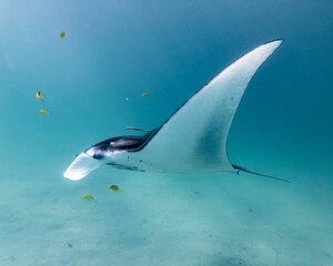 Wall Mural - Beautiful shot of a Reef manta ray in the ocean