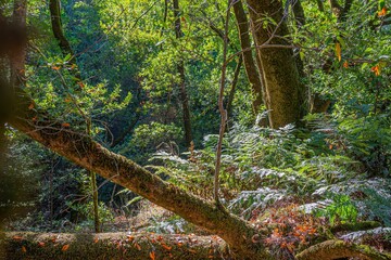 Sticker - Beautiful summer landscape. The green forest with dense vegetation.