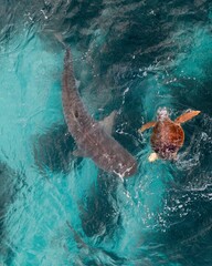 Poster - Beautiful shot of a Hawksbill sea turtle and a whale shark