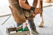 Crop farrier removing toe from hoof