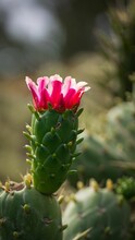 Vertical Shot Of A Pink Cactus Flower In A Blurred Background
