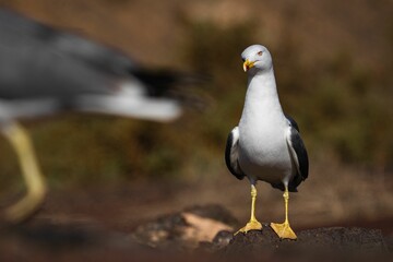 Sticker - White seagull perched on a rock in a blurred background