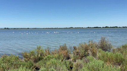 Wall Mural - Flamands roses sur l’étang du Médard, Occitanie