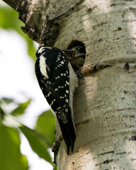 Woodpecker Photo Stock. Perched and feeding baby bird in its nest house enjoying their environment and habitat. Image. Picture. Portrait.