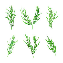 Green Hijiki Seaweed Or Sargassum As Sea Vegetable Vector Set