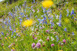 Blumenwiese mit verschiedenen Alpenblumen und Kräutern