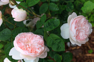 Wall Mural - pink rose gentle hermione in summer garden, sunny day