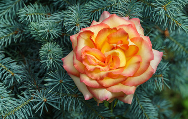 Wall Mural - Soft close-up of beautiful yellow orange with red rose Ambiance against the background blurred greenery of blue spruce. Selective focus. Fresh wallpaper, nature background concept