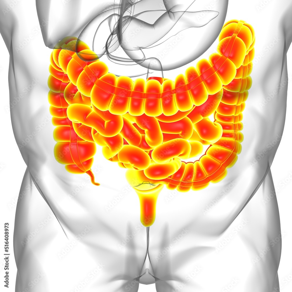 Small and Large Intestine 3D Illustration Human Digestive System ...