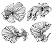 Betta splendens sketch. Hand drawn vector illustration. Fighting fish sketch collection. Decorative aquarium fish.