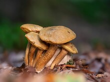 Group Of Parasitic Bolete Mushrooms Growing On An Earthball
