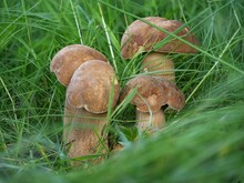 Group Of Summer Ceps In Tall Grass