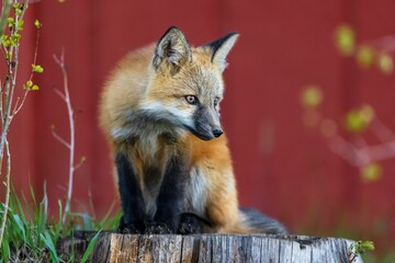 Wall Mural - Kit fox (Vulpes macrotis) sitting on a tree stump against the red wall
