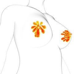 Mammary Glands Anatomy For Medical Concept 3D