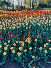 Poster - Vertical shot of a field of colorful tulips at a festival in Lehi, Utah