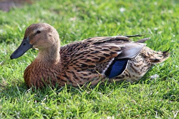 Sticker - Closeup shot of a Grass duck laying on the grass