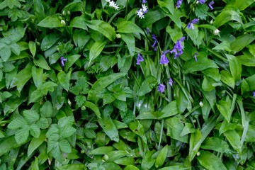 Poster - Beautiful shot of bluebells surrounded by green leaves