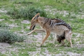 Poster - Jackal in the bush in Africa
