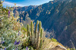 Cactáceas columnares en Cañón del Colca - Colca Canyon, Perú, Andes