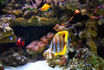 Wall Mural - Beautiful colorful fish in the aquarium