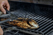 process of grilling whole Sea Bream fish on a barbecue grill over hot coal. Grilled Dorado